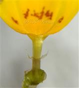  Ray Floret